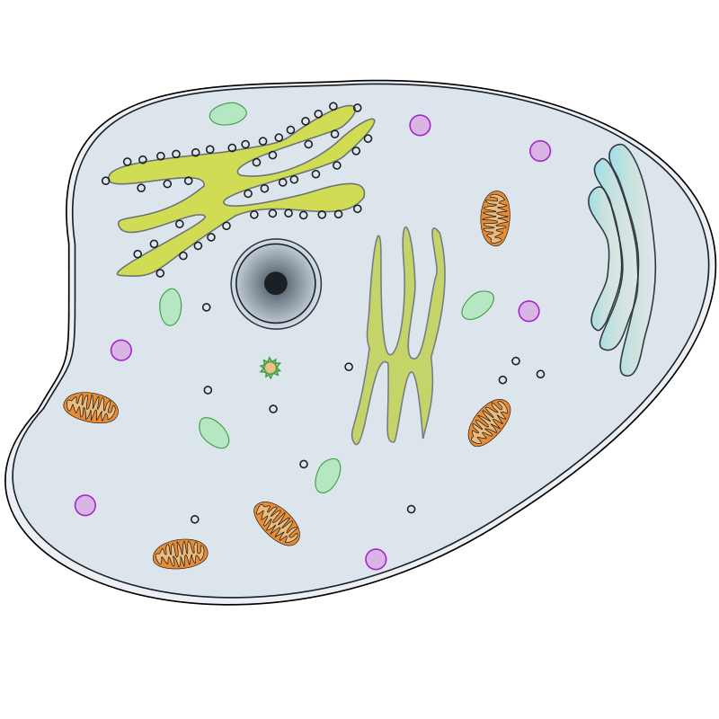 Biologie_Cell